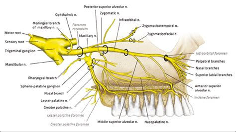 Anatomy And Clinical Significance Of The Maxillary Nerve A Literature