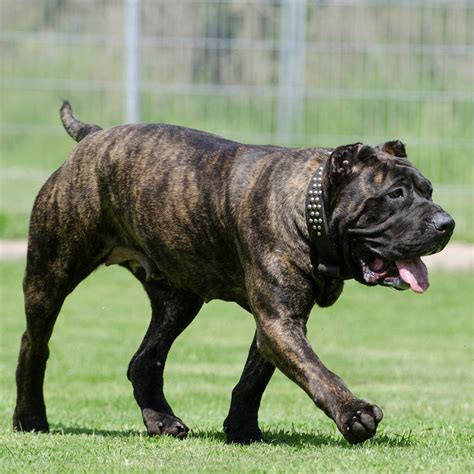 The cane corso is an italian breed of mastiff. Cane Corso Pedigree Database