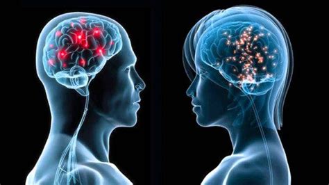 cerebro por defecto es femenino y se vuelve masculino por acción de hormona secretada por los