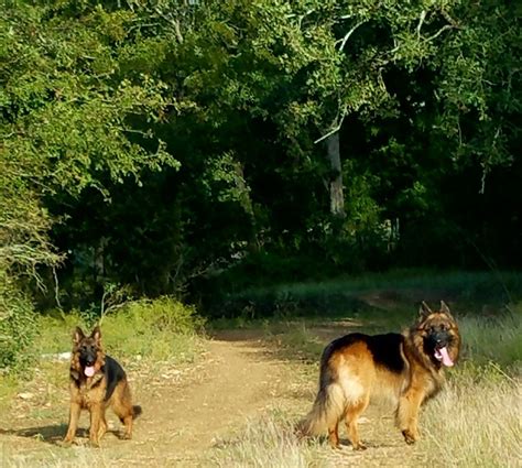 Achilles And Olga Akc Long Haired German Shepherds At The Vhr Ranch In