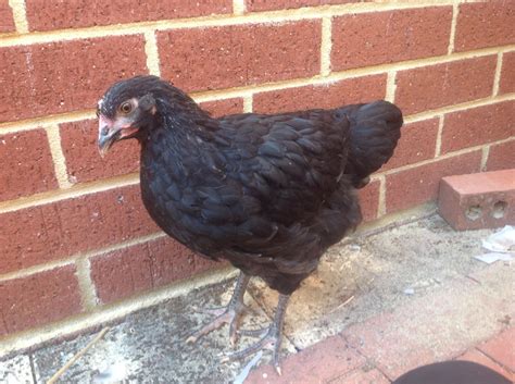 Week Old Australorp Roo Or Pullet BackYard Chickens Learn How To Raise Chickens