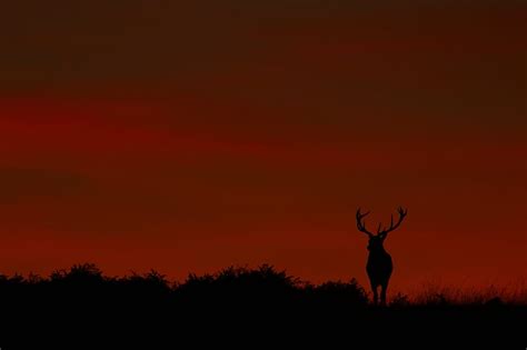 Animal Deer Silhouette Sunset Wildlife Hd Wallpaper Peakpx