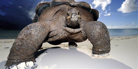 The Largest Heaviest And Longest Turtles Top 10