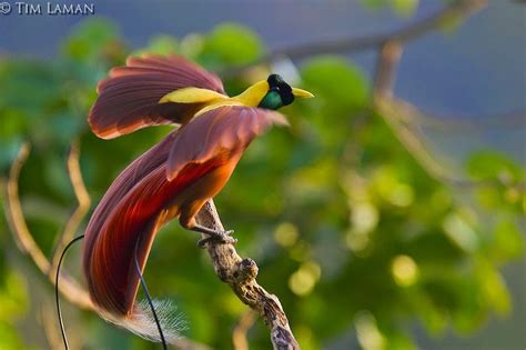 Biologia Vida Beleza Sem Igual Ave Vermelha Do Paraíso Unique Beauty Red Bird Of Paradise