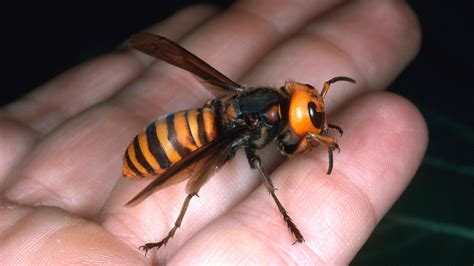 Giant Hornets Kill Dozens In China Warm Temps Might Be Cause The Two Way Npr