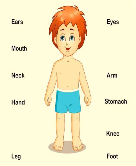 External Body Parts Worksheet Grade 1 Parts Of The Body Explained For