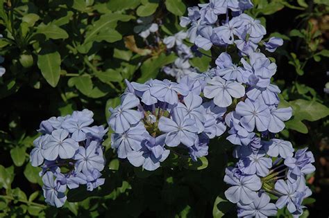 Deep blue and purple flowers with white tops and green stems. Dark Blue Plumbago (Plumbago auriculata 'Dark Blue') in ...