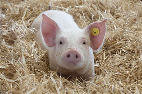 Keep Pigs Healthy Follow The Biosecurity Checklist Agriculture And Food