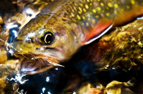 Georgia Brook Trout Management Is A Dirty Shame Fly Fishing Gink And Gasoline How To Fly
