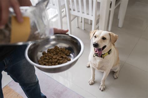 How To Make Dry Dog Food More Appealing