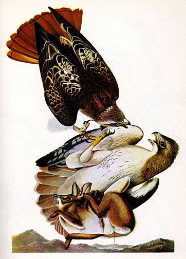 audubon red tailed hawk 15x22 hand numbered ltd edition art bird print ebay