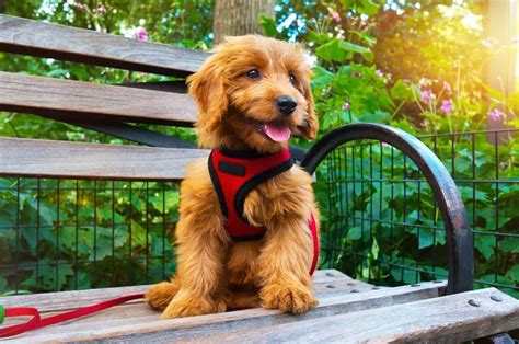 Here are the price ranges from some of the most popular websites selling. How Much Does a Goldendoodle Puppy Cost? A Price Breakdown