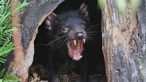 Tasmanian Devils Back In Australia After 3000 Year Absence