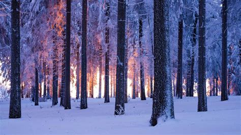 Snowy Norway Spruce Forest At Sunset Thuringia Germany Bing Gallery