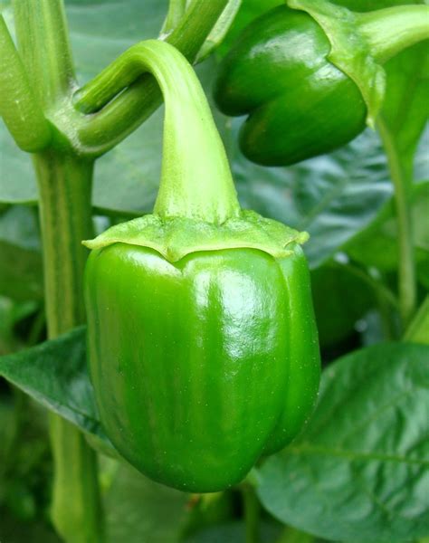 green pepper enhanced my wife had a small garden all in … flickr