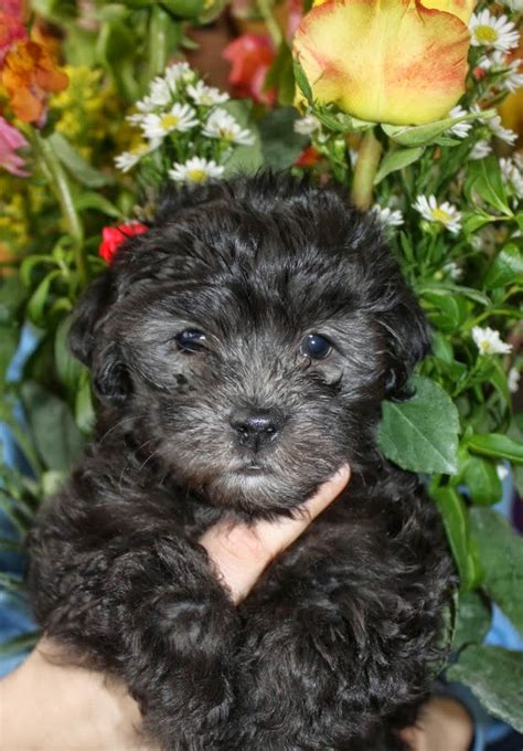 Find havanese puppy in canada | visit kijiji classifieds to buy, sell, or trade almost anything! Havanese Puppies For Sale Near Denver, CO - Wildflower ...