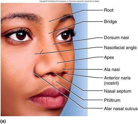 Skin Anatomy Anatomy Skin Medical