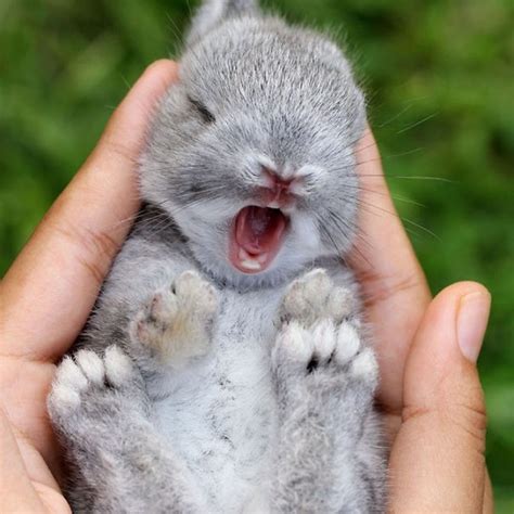 10 Most Popular Cute Baby Bunny Pictures Full Hd 1920×1080 For Pc