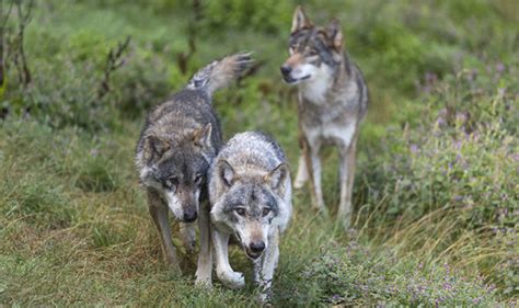 Chernobyl Mutation Animals How These Wolves Thrive In The Chernobyl