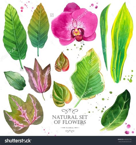 Botanical Illustration With Realistic Tropical Plants