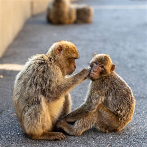 Two Monkeys Stock Photos Pictures And Royalty Free Images Istock