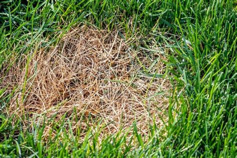 The Difference Between Dead And Dormant Grass Garden Tips