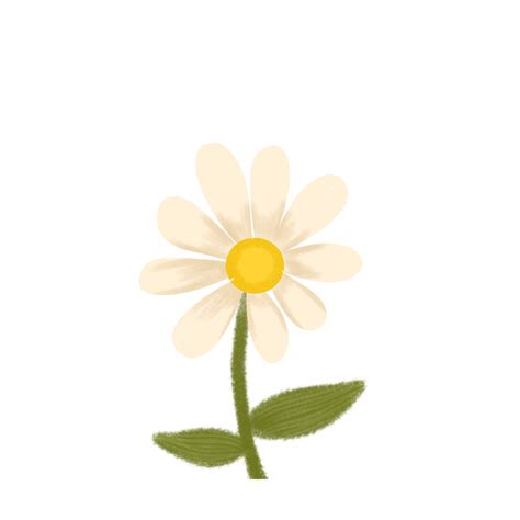 Gambar Bunga Daisy Bunga Bunga Aster Flora Png Dan Vektor Dengan