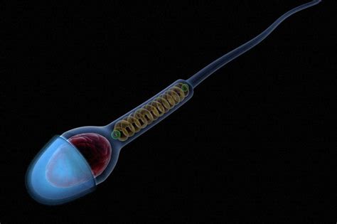 Scientists Closer To Turning Human Skin Cells Into Sperm Cells The Verge