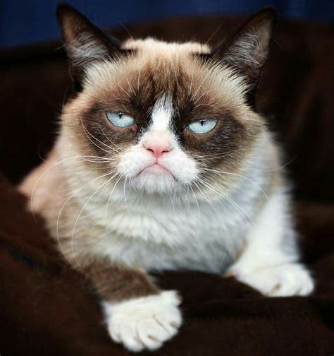 Gc Grumpy Cat Quotes Funny Grumpy Cat Memes Funny Cats Funny Animals