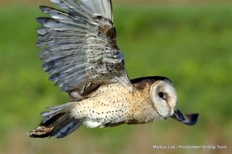 African Grass Owl By Markus Lilje Birdforum
