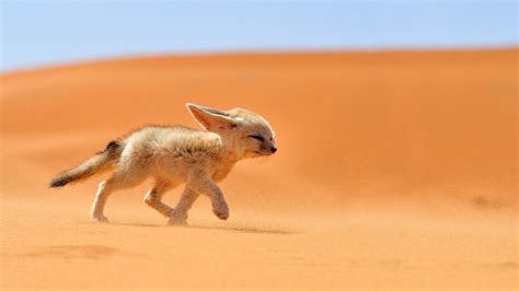 Fox Desert Animals Nature Fennec Wallpapers Hd