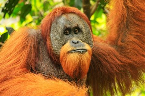 6 Hewan Endemik Pulau Sumatra Ini Terancam Punah Miris Dan Sedih