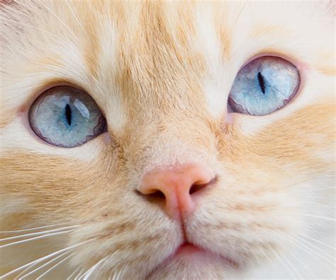 Can Cats Get Conjunctivitis Or Pink Eye Hills Pet