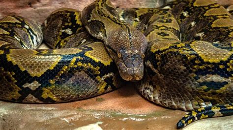 Anaconda Snake Size Bskopol