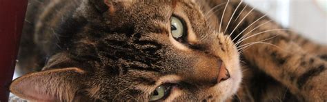 Information about the free to low cost spay and neuter program. Low Cost Spay and Neuter - Berkshire Humane Society