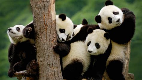 Free Download Panda Pandas Baer Bears Baby Cute 3 Wallpaper 2880x1800