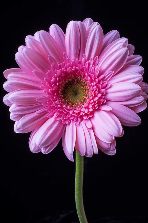 Over 93 daisy flower png images are found on vippng. Pink Gerbera Daisy Photograph by Garry Gay