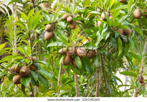 157 Sapota Fruit Flower Images Stock Photos And Vectors Shutterstock