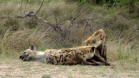 Hyenas Being Weaned By Their Mother Youtube