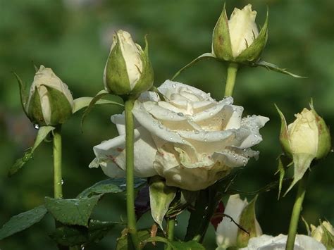 White Rose Garden Amazing White Rose Hd Wallpaper Peakpx