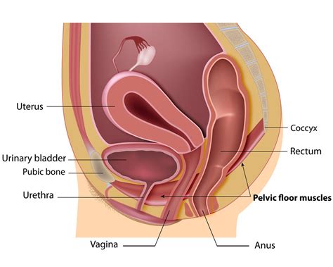 Urogynecology About Pelvic Organ Prolapse Minnesota Women S Care Obgyn And Urogynecology