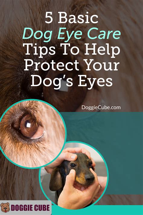 Visit a store near you. 5 Basic Dog Eye Care Tips To Help Protect Your Dog's Eyes ...