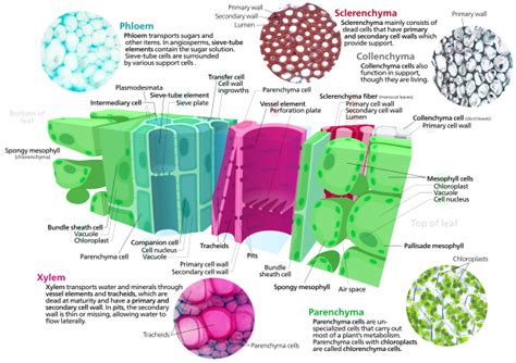 Plants are multicellular eukaryotes with tissue systems made of various cell types that carry out specific functions. Vascular bundle - Wikipedia