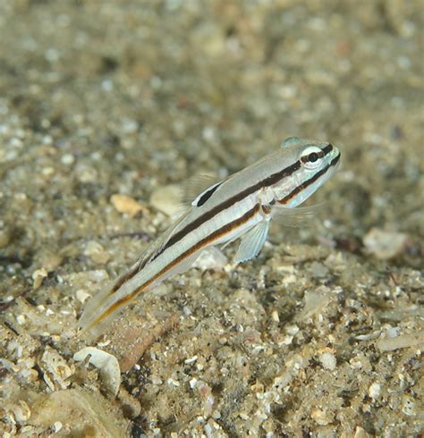 Blacklined Glidergoby Fishes Of Cabbage Tree Bay Aquatic Reserve