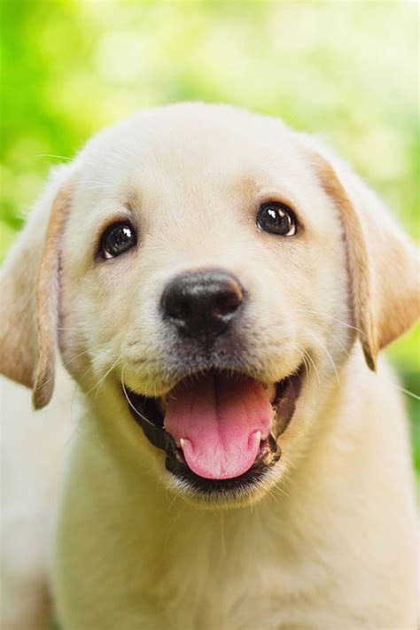 12 Pictures With Beautiful And Cute Animals Of This Day Labrador