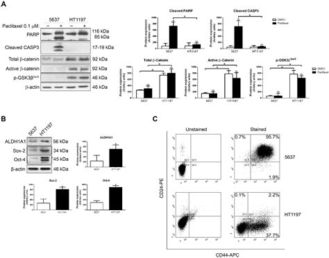 Ijms Free Full Text Wntβ Catenin Signaling Contributes To
