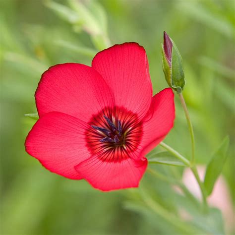 Scarlet Flax Wildflower Seeds 1 Oz Seed Pouch Annual Wild Flower