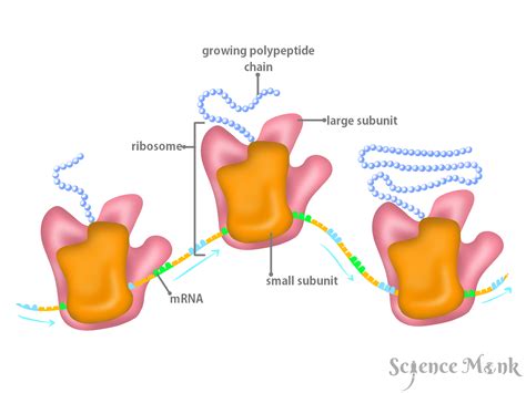 Ribosomes The Cell Cell Protein Synthesis