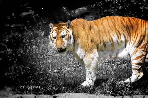 The Rarest Tiger In The World The Golden Tiger Dvspphotography