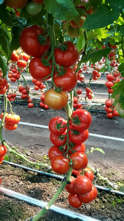 Neco Rijk Zwaan Tomato 73 445 Rz